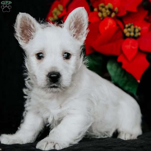 Victor, West Highland Terrier Puppy