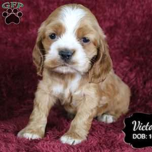 Victoria, Cocker Spaniel Puppy