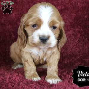 Victoria, Cocker Spaniel Puppy