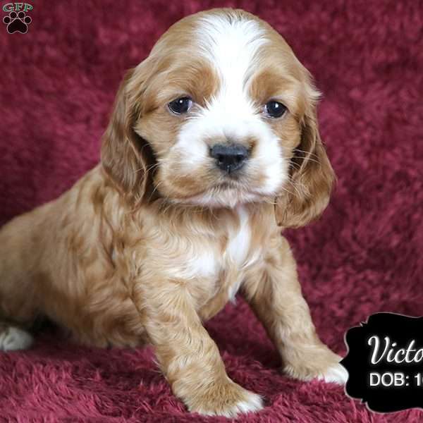 Victoria, Cocker Spaniel Puppy