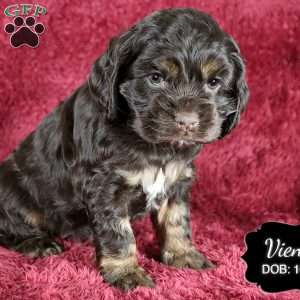 Vienna, Cocker Spaniel Puppy