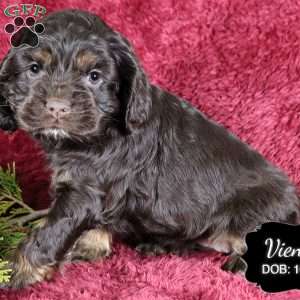 Vienna, Cocker Spaniel Puppy