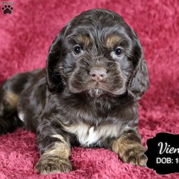 Vienna, Cocker Spaniel Puppy