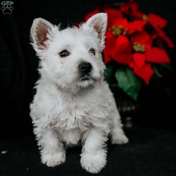 Vince, West Highland Terrier Puppy