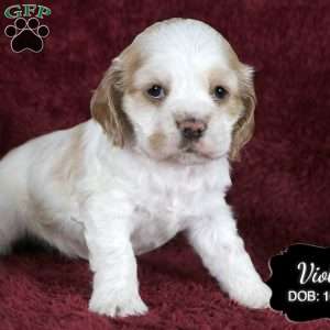 Violet, Cocker Spaniel Puppy