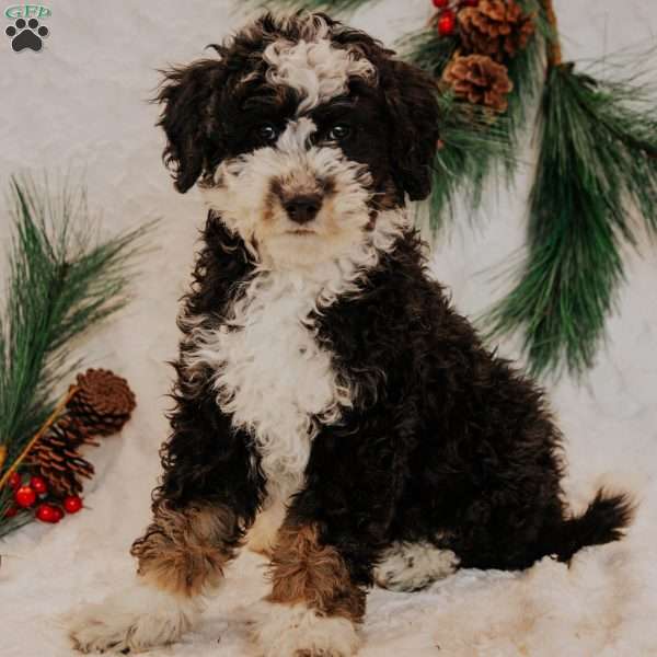 Winston, Mini Bernedoodle Puppy