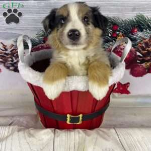 Jerome, Australian Shepherd Puppy