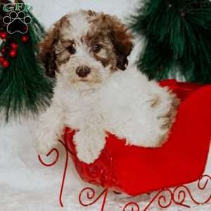 Zeppo, Miniature Poodle Puppy