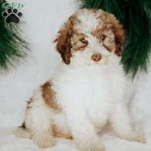 Zeppo, Miniature Poodle Puppy