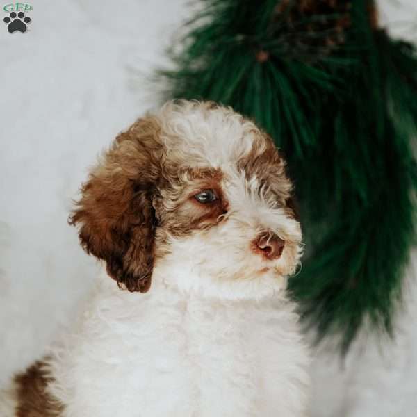 Zeppo, Miniature Poodle Puppy