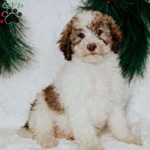 Zeppo, Miniature Poodle Puppy