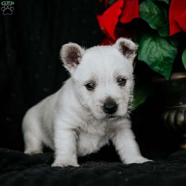 Zinnie, West Highland Terrier Puppy