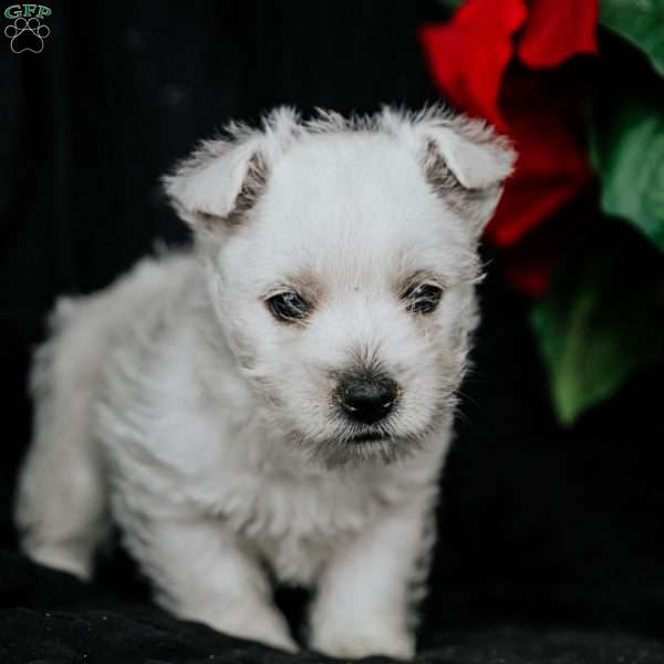 Ziva, West Highland Terrier Puppy