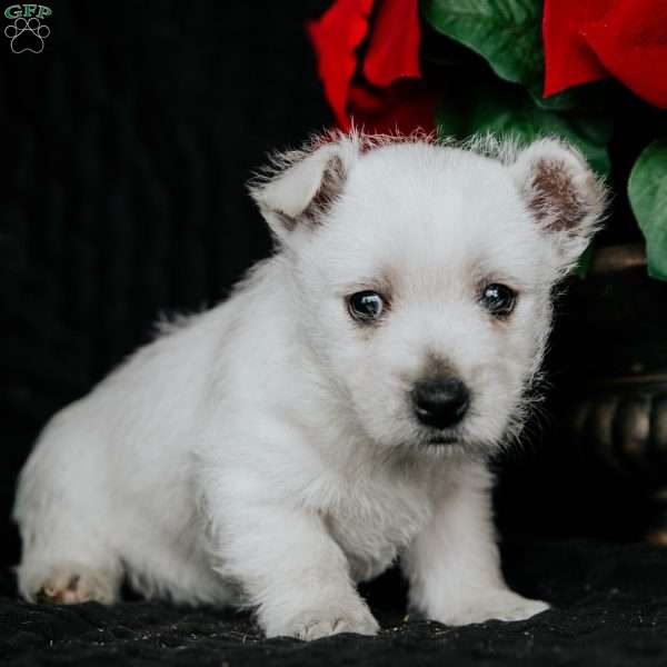 Zoey, West Highland Terrier Puppy