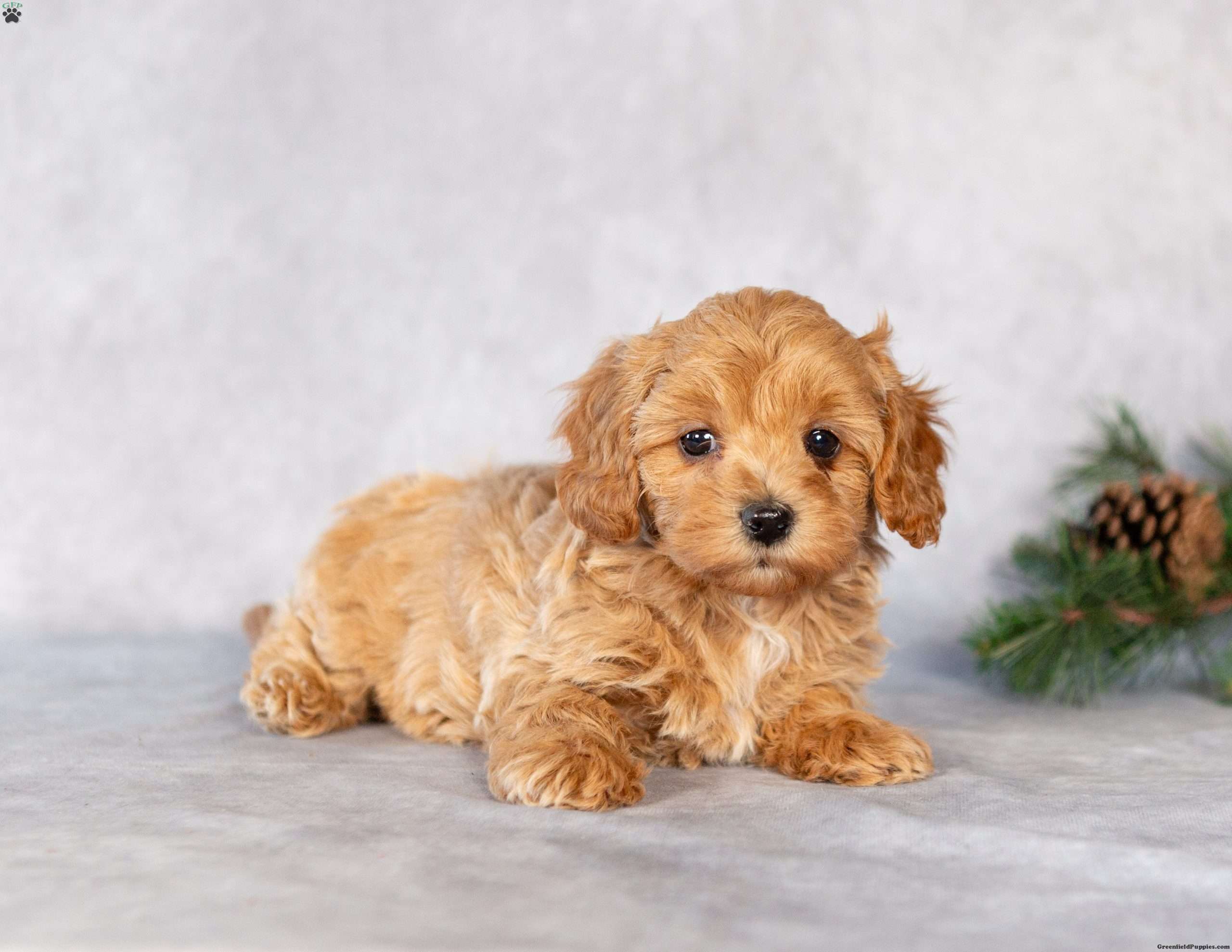 Ella - Maltipoo Puppy For Sale in Pennsylvania