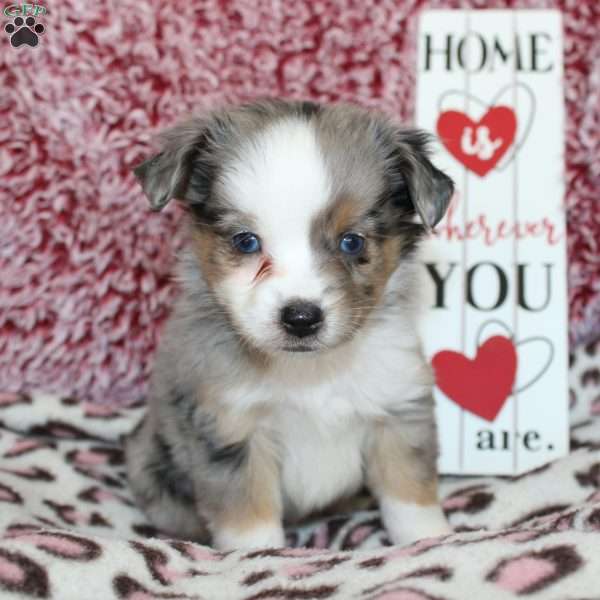 Lexie, Miniature Australian Shepherd Puppy