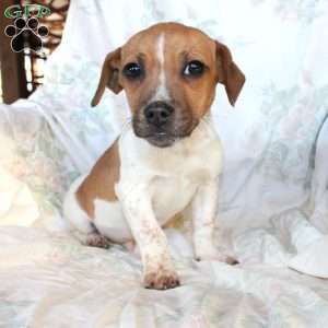 Danny, Jack Russell Mix Puppy