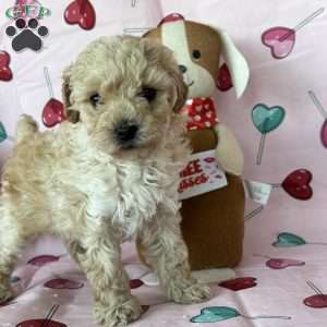 Cupid, Miniature Poodle Puppy