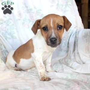 Danny, Jack Russell Mix Puppy