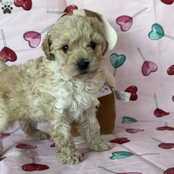 Cupid, Miniature Poodle Puppy