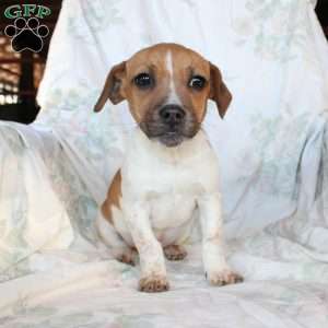 Danny, Jack Russell Mix Puppy