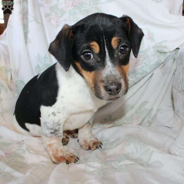 Dean, Jack Russell Mix Puppy