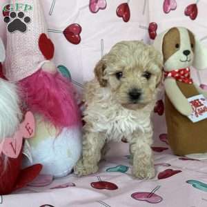 Cupid, Miniature Poodle Puppy