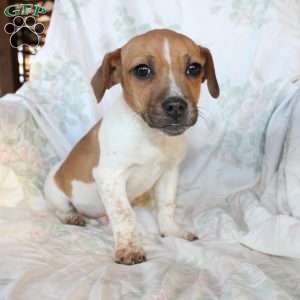 Danny, Jack Russell Mix Puppy