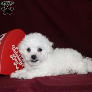 Cookies, Bichon Frise Puppy