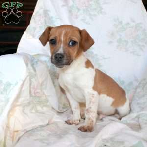 Danny, Jack Russell Mix Puppy