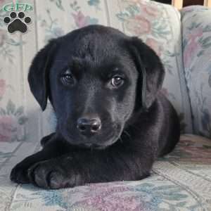 Jimmy, Labrador Mix Puppy