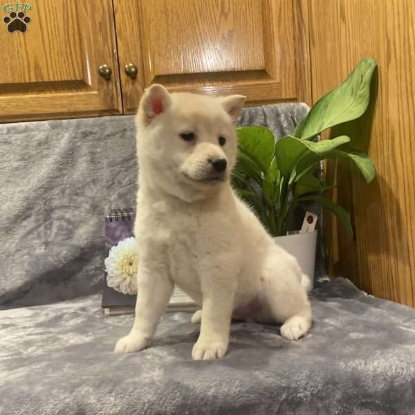 Hunter, Pomeranian Mix Puppy