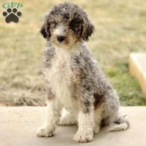 Alex, Mini Sheepadoodle Puppy