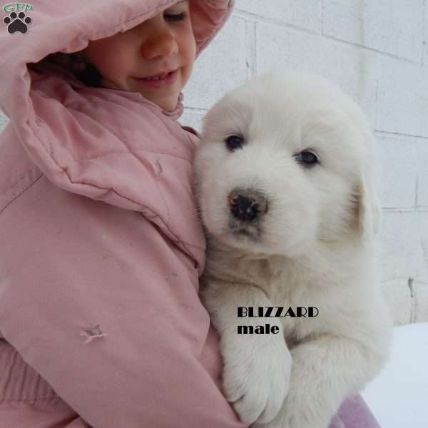 Blizzard, Great Pyrenees Puppy