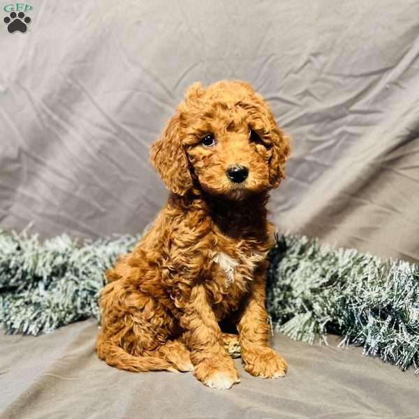 Mocha, Mini Goldendoodle Puppy