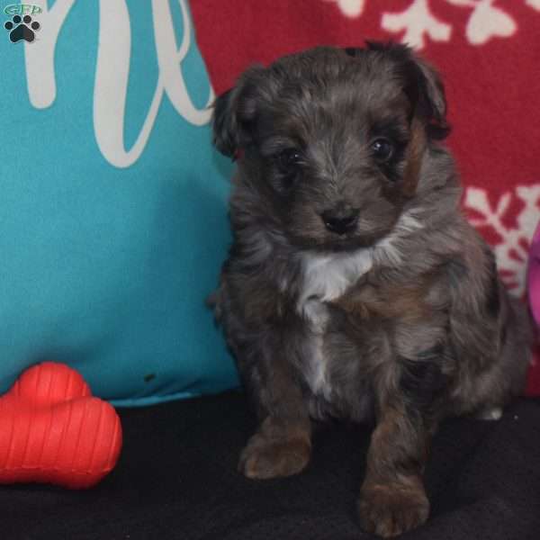 Sasha, Aussiedoodle Puppy