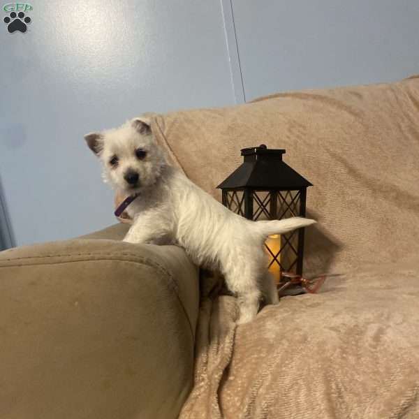 Sadie, West Highland Terrier Puppy