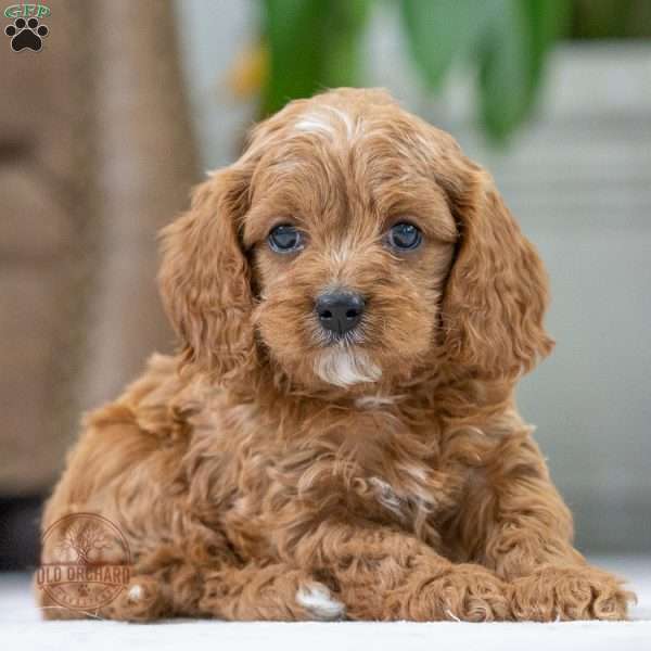 Sonic, Cavapoo Puppy