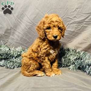 Mocha, Mini Goldendoodle Puppy