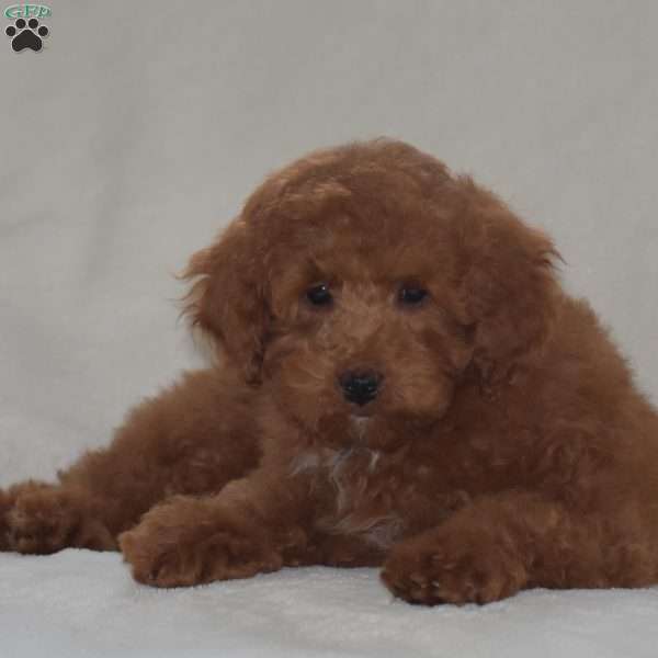 Kyle, Miniature Poodle Puppy