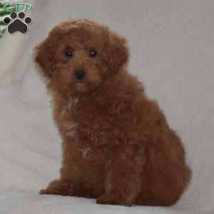 Kyle, Miniature Poodle Puppy