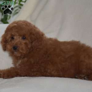 Kyle, Miniature Poodle Puppy