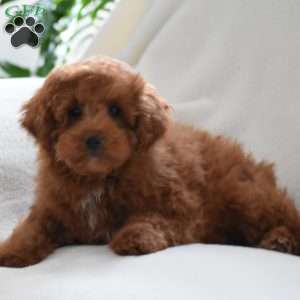 Kyle, Miniature Poodle Puppy