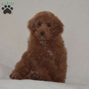 Kyle, Miniature Poodle Puppy