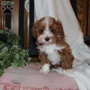 Timothy, Mini Goldendoodle Puppy