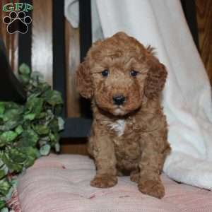 Laura, Mini Goldendoodle Puppy