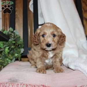 Lilly, Mini Goldendoodle Puppy