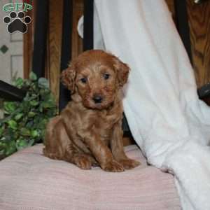 Lindsey, Mini Goldendoodle Puppy