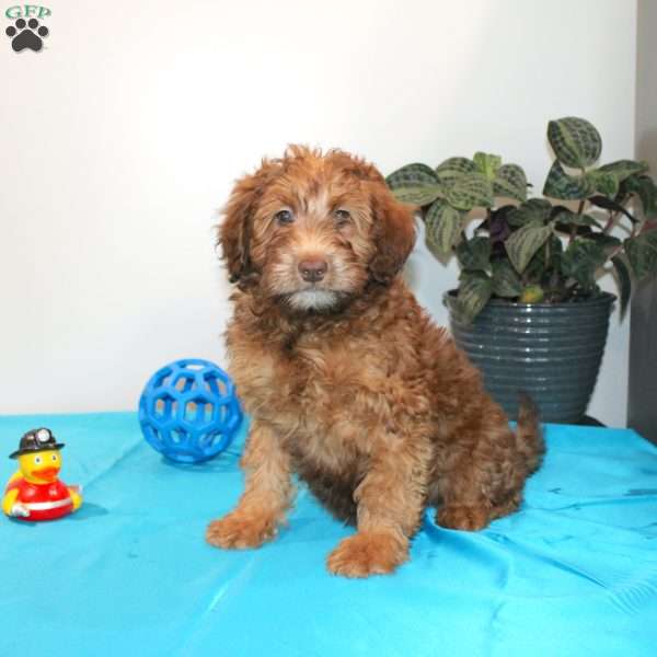 Amanda, Mini Whoodle Puppy