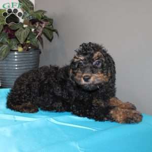 Annie, Mini Whoodle Puppy